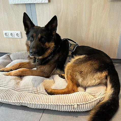 Bürohund Toni